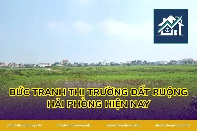 Bức Tranh Thị Trường Đất Ruộng Hải Phòng Hiện Nay