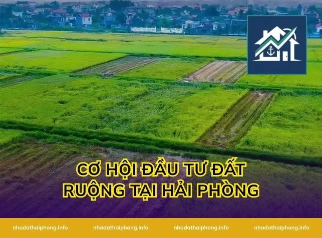 Cơ Hội Đầu Tư Đất Ruộng Tại Hải Phòng